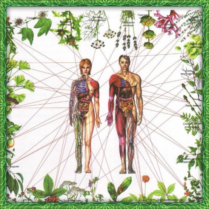 Билки за след ИНСУЛТ и Мозъчни сътресения