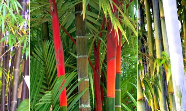Семена Бамбук Цветен
