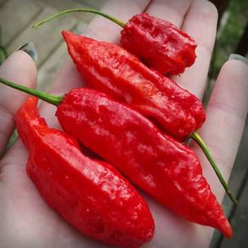 Призрачна чушка (Bhut jolokia)- 10 семена