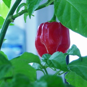 Червено Хабанеро – 10 семена