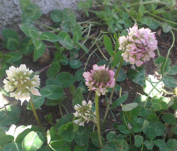 Бяла детелина семена от ТОТЕХ