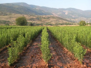 Лицензиран разсадник - Овошки