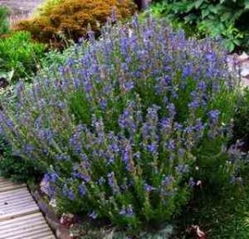 Изкупуваме масло от хизоп за 2019 г. 