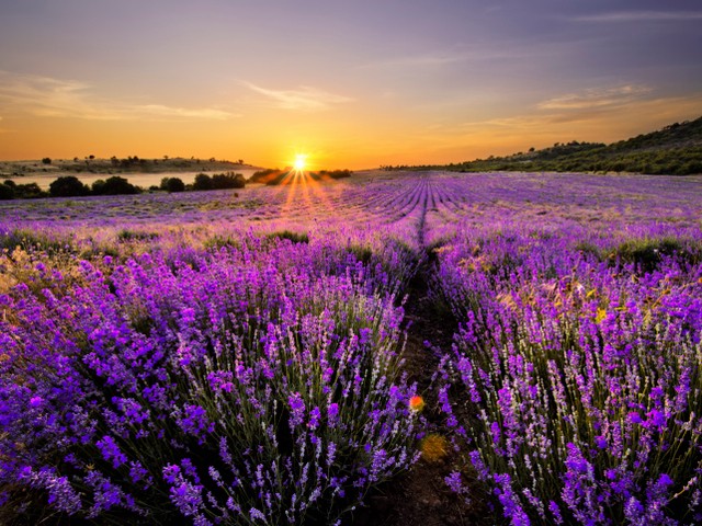 Продавам разсад от лавандула