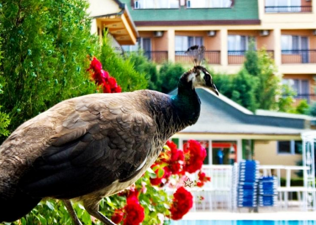 Спа Уикенд в Струмица 