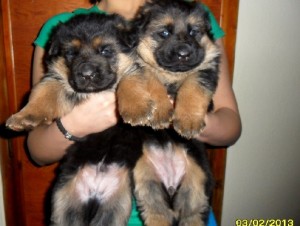 ЕЛИТНИ НЕМСКИ ОВЧАРКИ