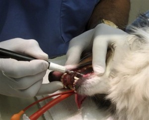 Денонощен ветеринарномедицински център