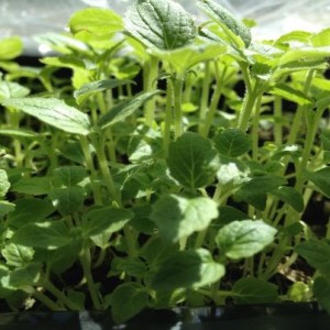 Разсад от бързорастящи дървета Пауловния