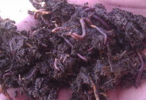 Екоферма  продава червен калифорнийски червей