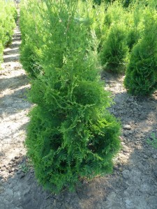 ПРОИЗВОДСТВО НА ДЕКОРАТИВНИ ХРАСТИ ЗА УКРАСА