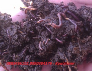 Екоферма  продава червен калифорнийски червей!