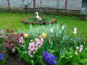 Поддръжка и озеленяване на Вашата градина от професионалисти на достъпни цени!!!