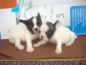 продавам френски булдоци 