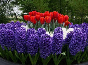 Поддръжка, затревяване и посаждане на растения