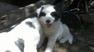 Продавам чистокръвни каракачанки