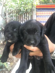 Лабрадор Ретривър