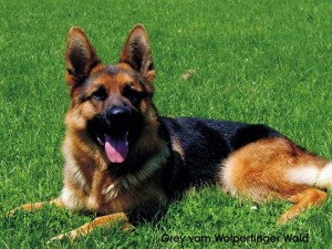 ЕЛИТНИ НЕМСКИ ОВЧАРКИ