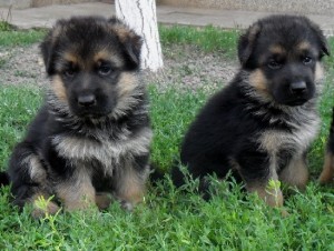 ЕЛИТНИ НЕМСКИ ОВЧАРКИ