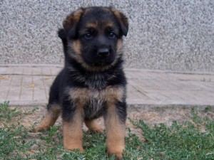 ЕЛИТНИ НЕМСКИ ОВЧАРКИ