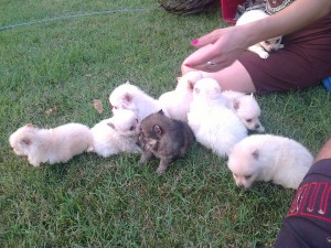 Продавам мини шпиц 