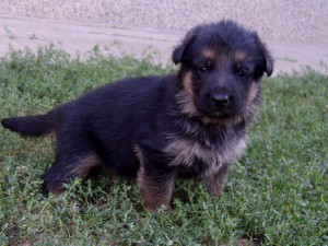 ЕЛИТНИ НЕМСКИ ОВЧАРКИ