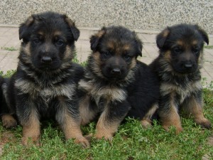 ЕЛИТНИ НЕМСКИ ОВЧАРКИ