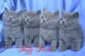 Британски късокосмести котета 