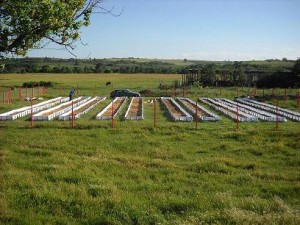 Биотор и Калифорнийски червеи