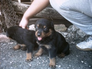 продавам ротвайлери