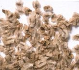 Пауловния семена