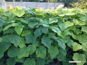  Фиданки пауловния ПРОМОЦИЯ