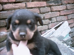 продавам ротвайлер