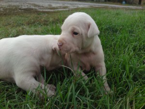 Дого аржентино бебета