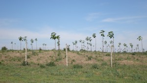 Фиданки Пауловниа